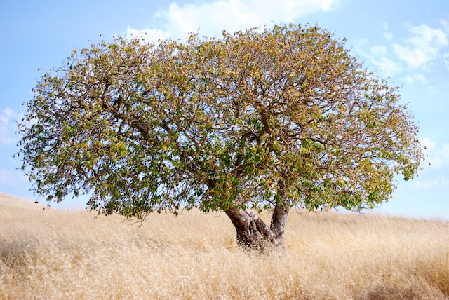 Photo of Novato Tree