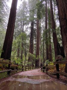 Muir Woods